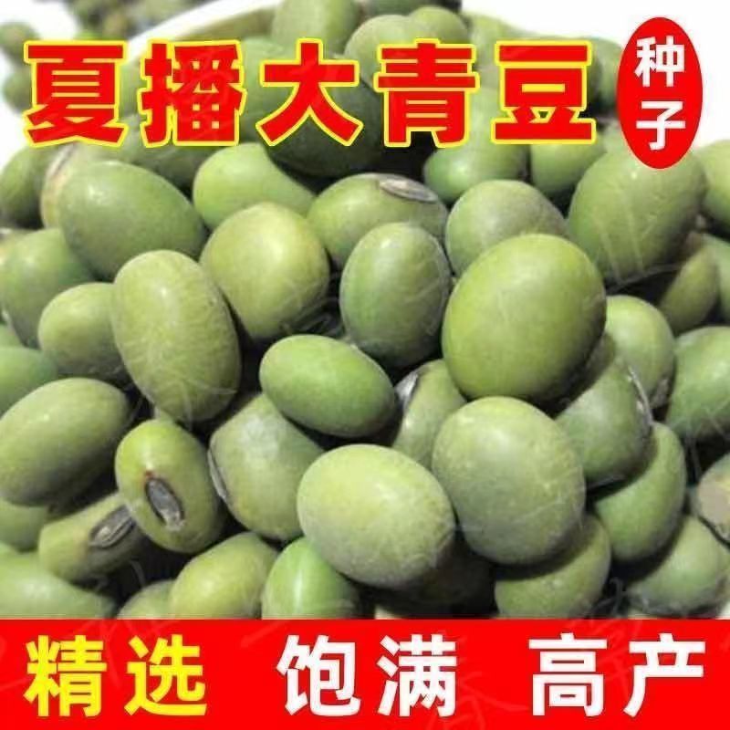 高产大青豆种子高产青皮青芯四季播种早中晚熟农家青毛豆大豆种子