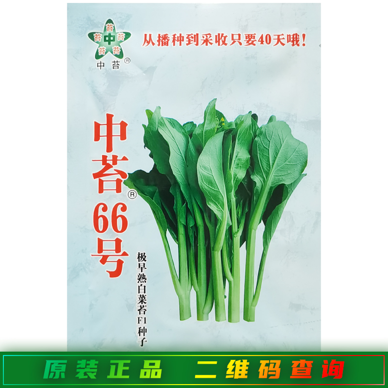 中苔66号菜苔种子40天抗高温抗病优质尖叶白菜苔广东菜心蔬菜种籽