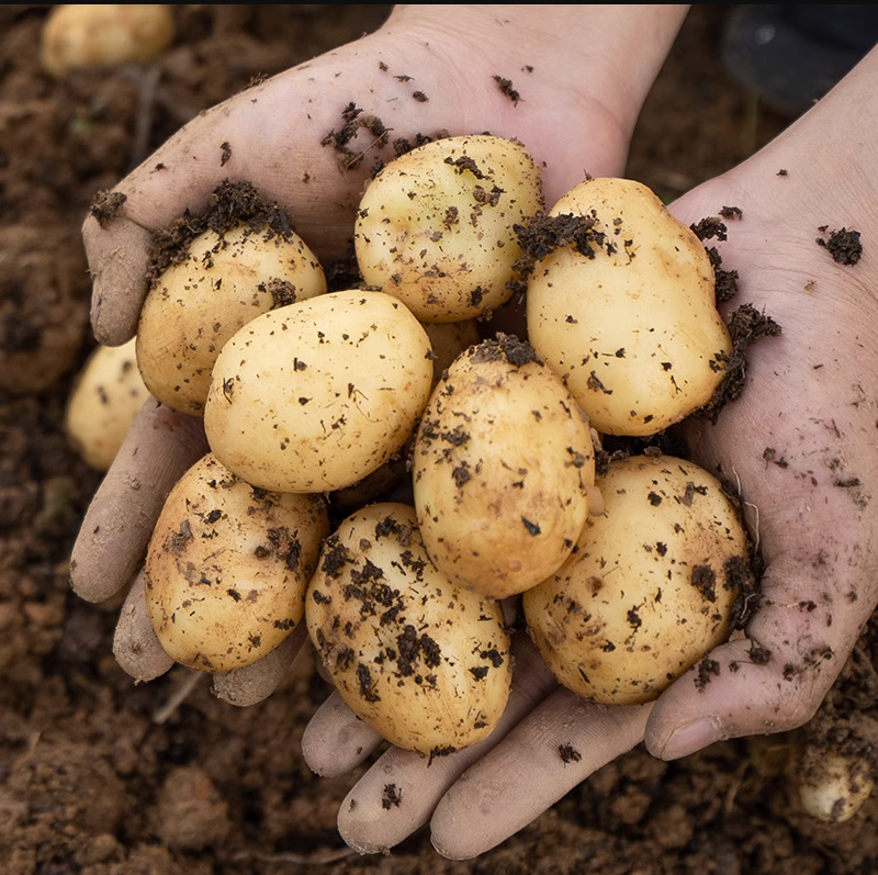 贵州毕节农家自种新鲜黄心小土豆威宁本地洋芋高山土豆现挖马铃薯