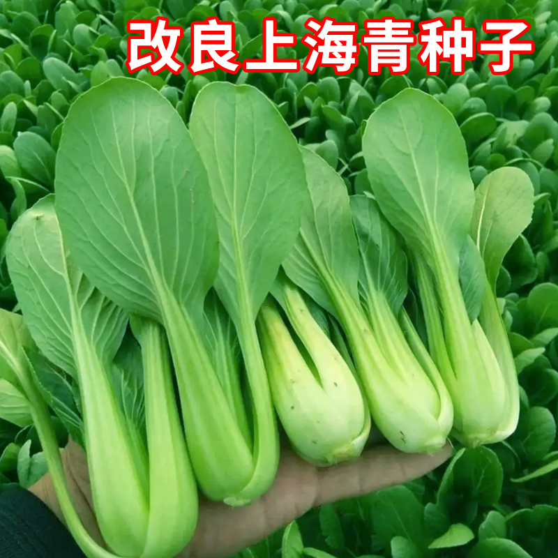 改良上海青种子四季播种鸡毛菜小油菜种籽农家田园矮脚小青菜种孑