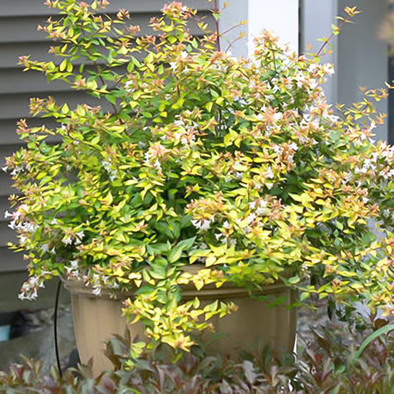 四季常绿六道木黄金万花筒多年生盆栽花卉庭院耐寒观花观叶绿植