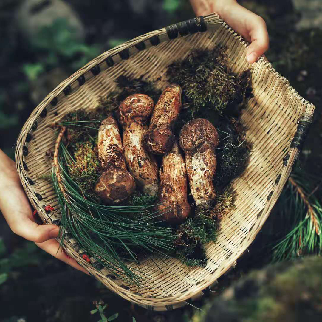 雅江松茸出口级未开伞新鲜松茸甘孜藏区蘑菇菌500g高品质野生松茸
