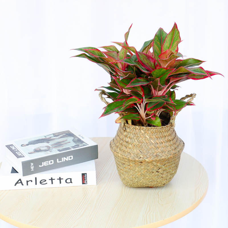 南宁木之意绿植万年红盆栽彩叶万年青室内耐阴植物红叶桌面办公室