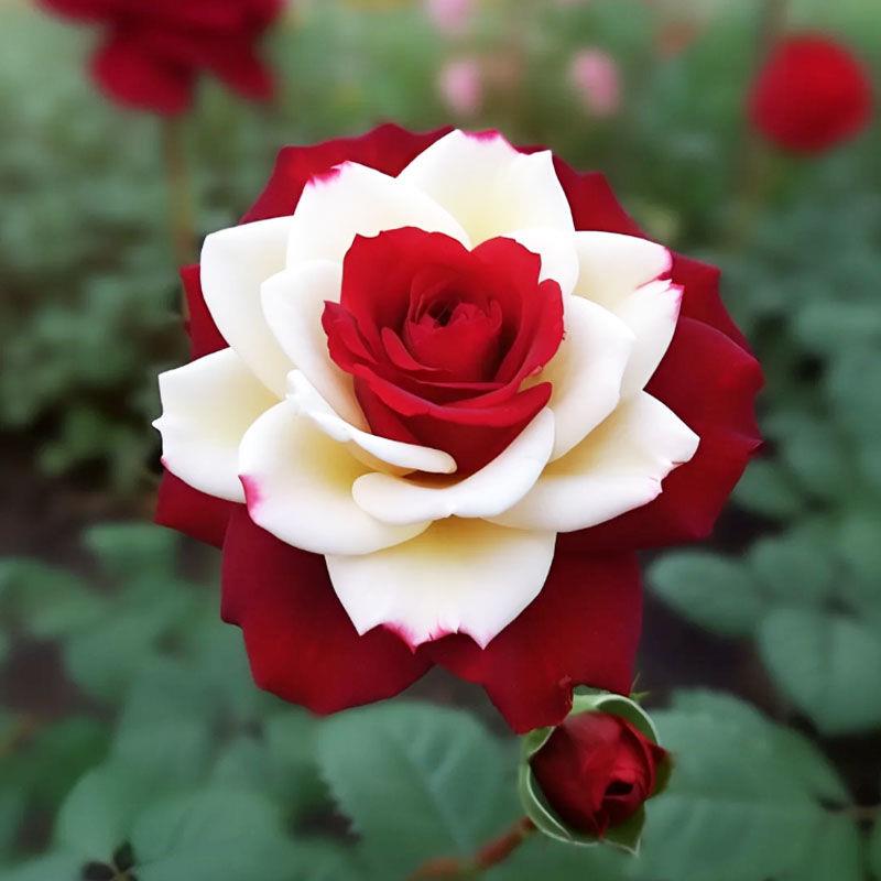 双生玫瑰花进口品种苗库伊拉月季盆栽夏季花卉月季老桩根四季开花