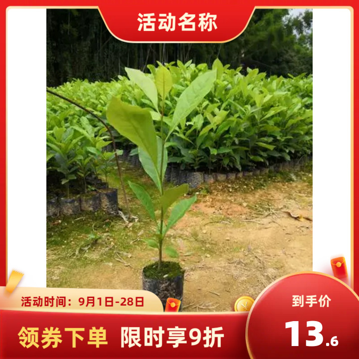 台湾四季广东无籽核香水柠檬树苗食用地栽南方种植青柠檬树苗盆栽