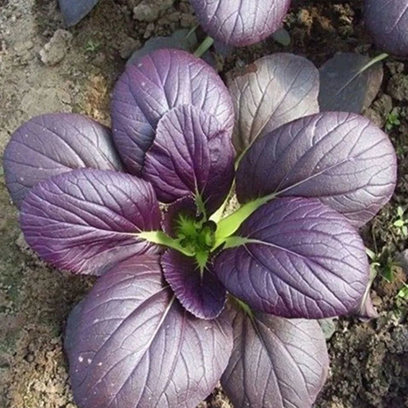 紫妃上海青种子小青菜小白菜籽速生四季种植蔬菜种孑紫色苏州青种