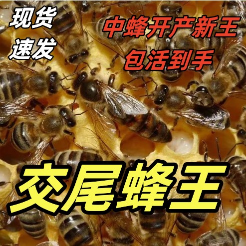 【交尾蜂王】开产王蜜蜂产卵王活体强群王阿坝纯种土蜂工蜂包活新