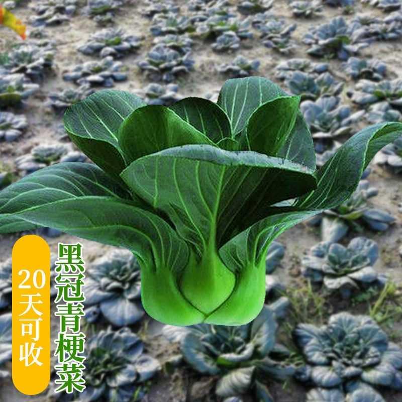 蔬菜矮脚黑青种苏州孑叶大青菜种籽耐寒四季春季上海青菜种子农家