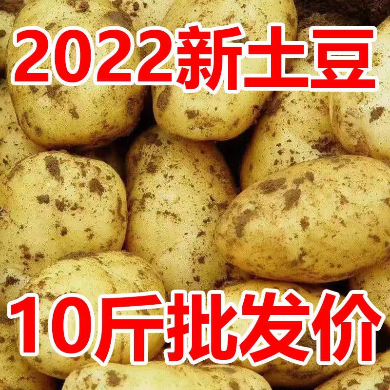 山东新鲜中大土豆5黄皮黄心当季土豆农家蔬菜带箱10斤马铃薯