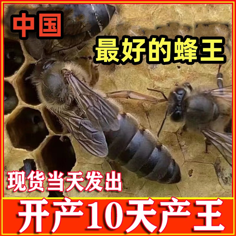 中蜂蜂王优质高产新开产卵交尾王蜜蜂种王双色天柱阿坝本地土蜂王