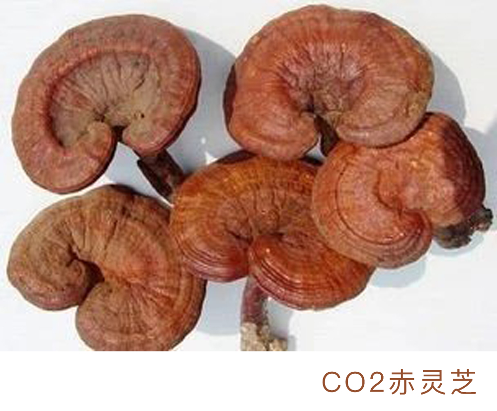 CO2赤灵芝精油  中国