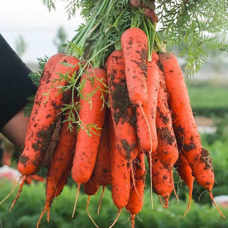 山西新鲜蔬菜农家自种现挖带泥水果脆甜胡萝卜当季红萝卜5斤3包邮