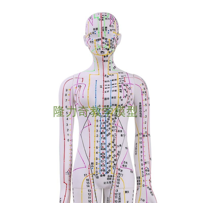 推荐彩色针灸穴位人体模型经络穴位模特图全身中医十二铜人扎针小