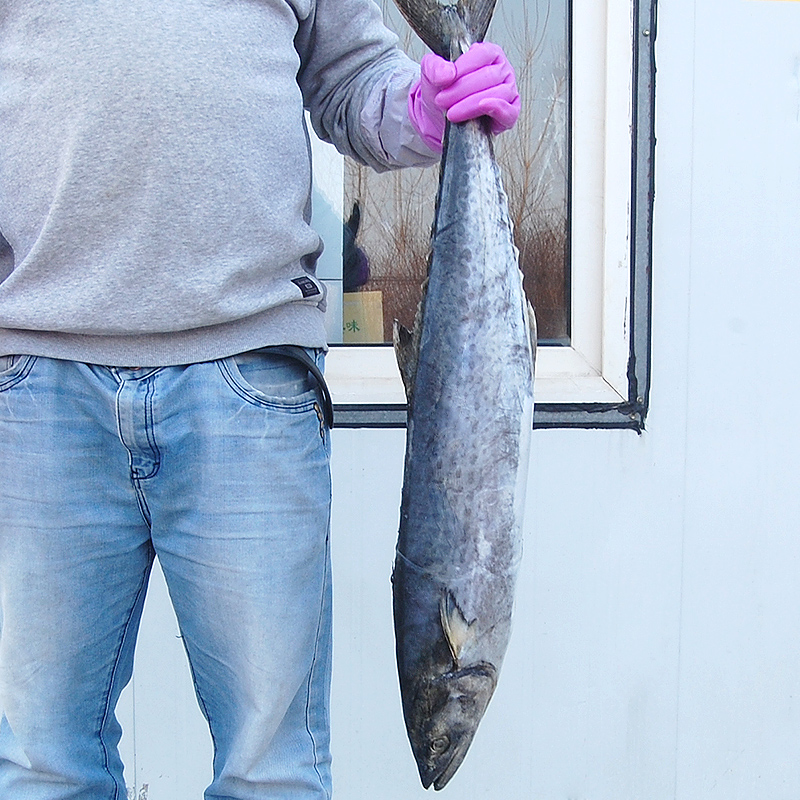 青岛特大鲅鱼鲜活冷冻蓝点马鲛鱼新鲜海鱼大整条5斤大鱼生鲜10 20