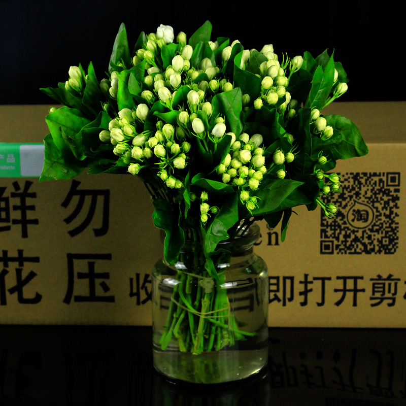 茉莉花鲜花客厅家庭插花s上海同城香味高档婚庆鲜切花水养圣诞节
