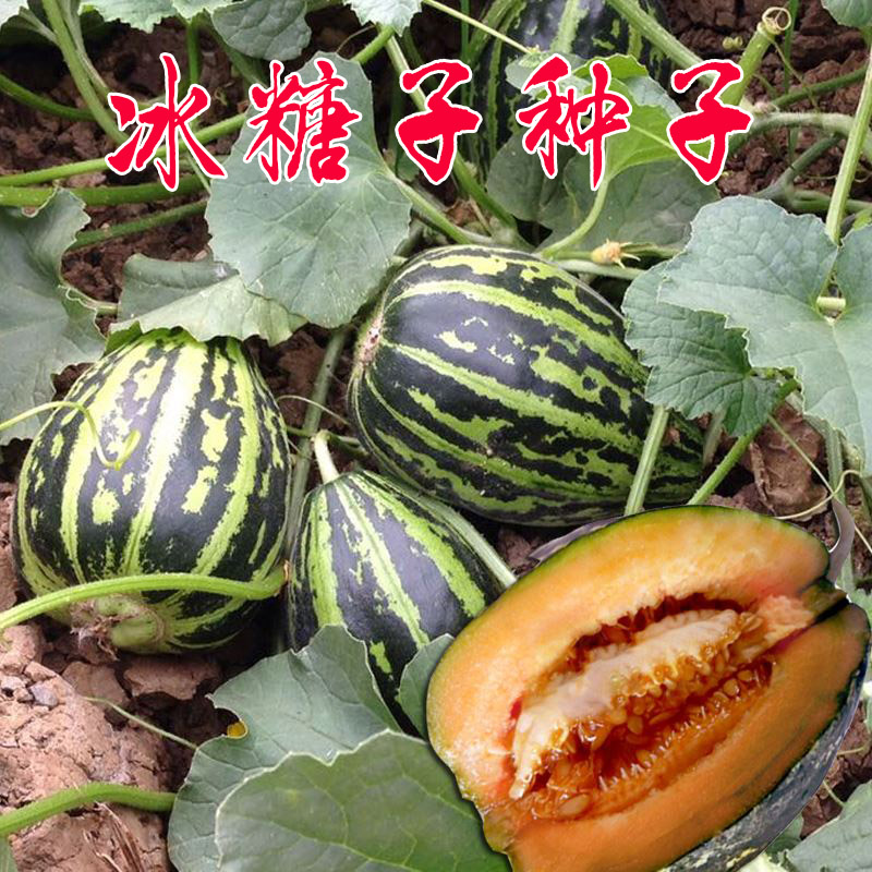 冰糖种子甜瓜子香瓜种籽四季春季超甜种孑大羊角蜜蔬菜大全正品酥
