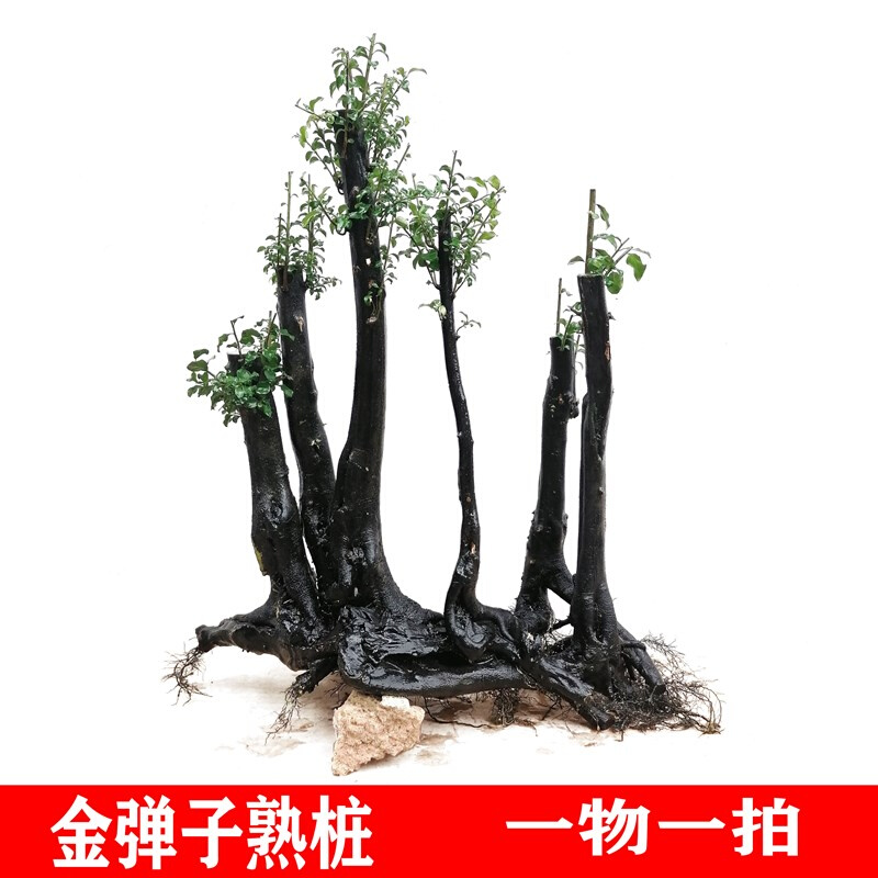 四川盆景园艺熟桩重庆小山灌木金单蛋子树桩结果老桩植物