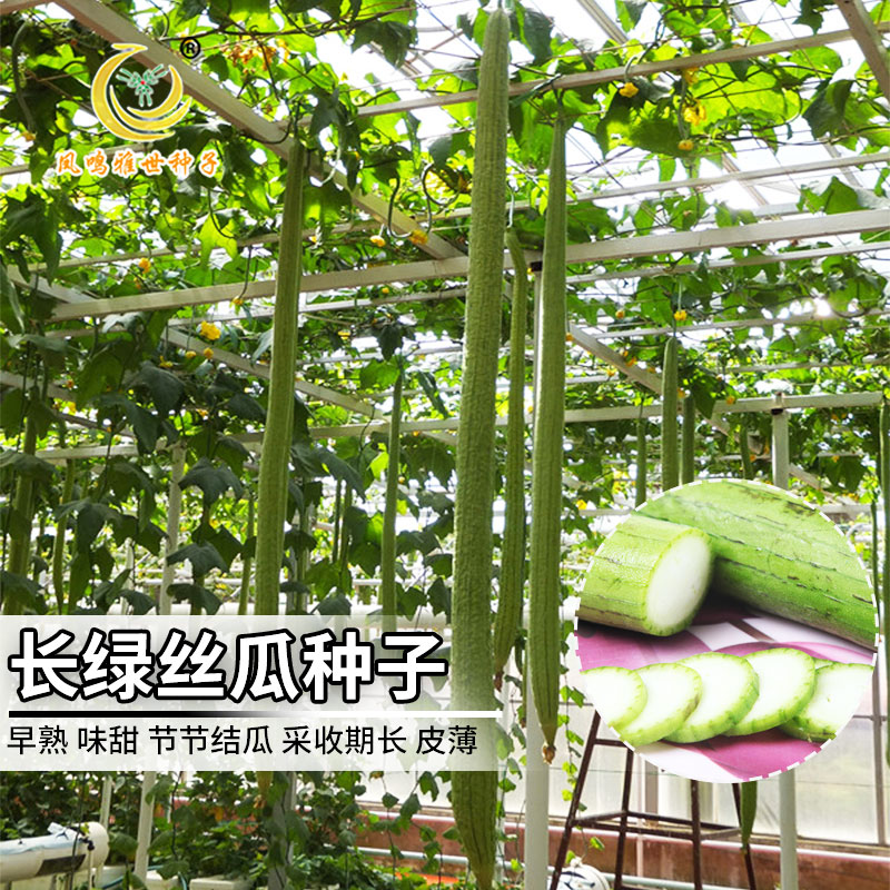 早熟杂交长绿丝瓜种子高产10克阳台盆栽蔬菜新品种热卖蔬菜种子