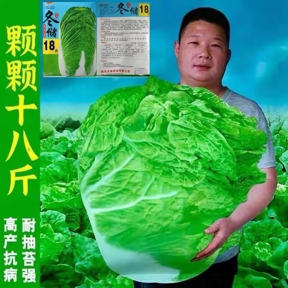 十八斤大白菜种子山东白菜籽冬季四季播大白菜抗病高产蔬菜白菜子