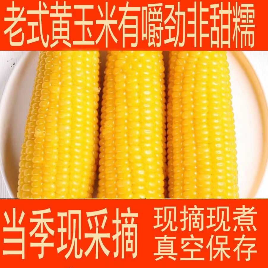 10根老式笨玉米有嚼劲儿时黄玉米非甜糯非转基因代餐老玉米笨玉米