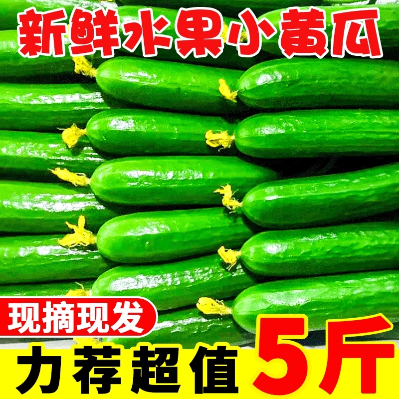 水果黄瓜新鲜小黄瓜5斤现摘小青瓜蔬菜农家生吃