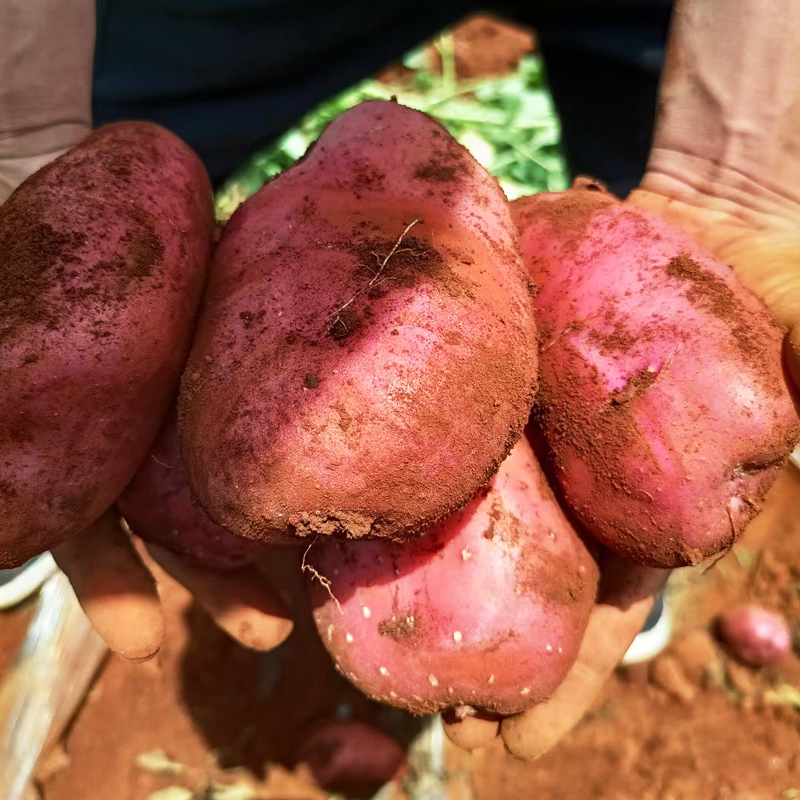 红皮土豆云南黄心大洋芋新鲜现挖农家自种非转基因蔬菜高山马铃薯
