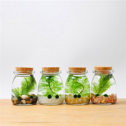 幸福海藻球微景观生态瓶创意迷你植物桌面玻璃瓶水培球藻盆栽礼物