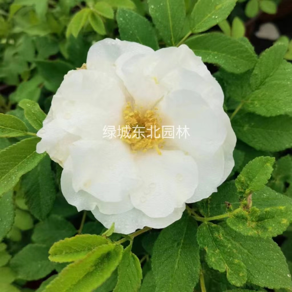 中天玫瑰中国古老品种抗寒浓香大花玫瑰可食用耐旱易成活庭院地栽