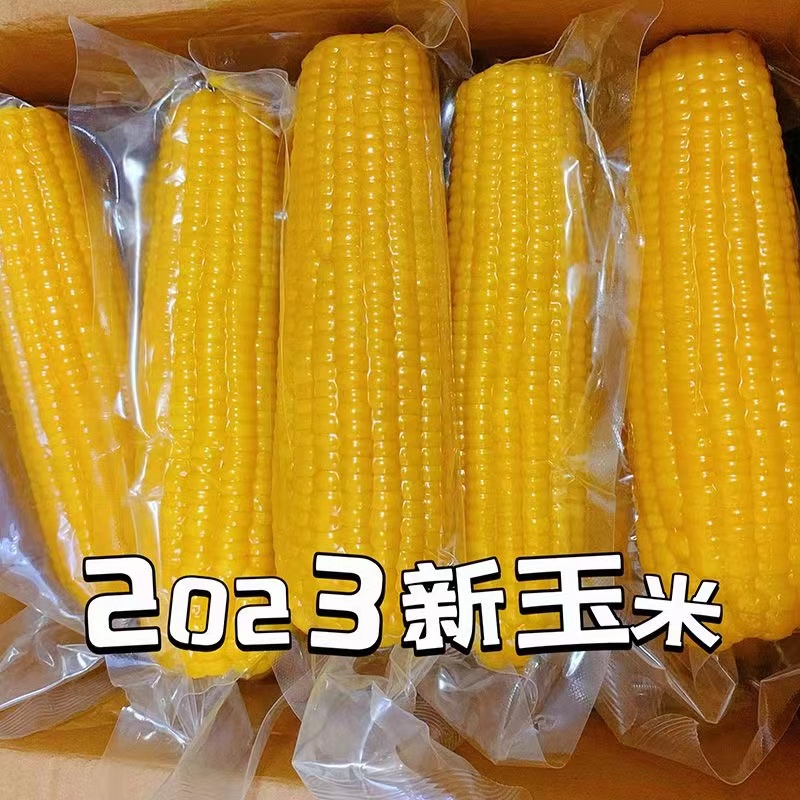 【买8赠2】东北新鲜粘糯玉米黄糯玉米厂家直销独立真空包装袋装