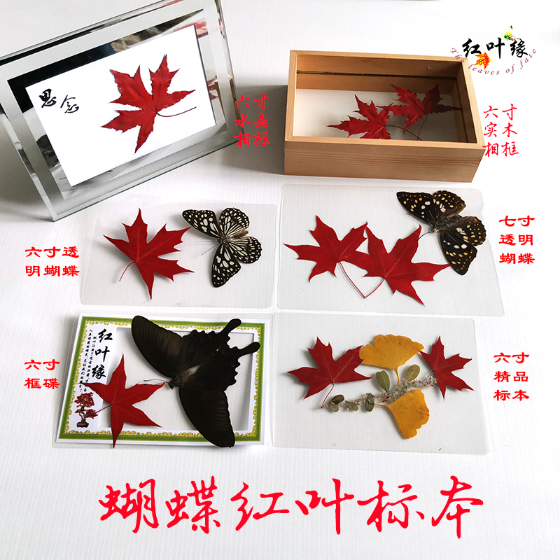 真蝴蝶标本相框真红叶贺卡片枫叶书签中国风手工创意节日生日礼物