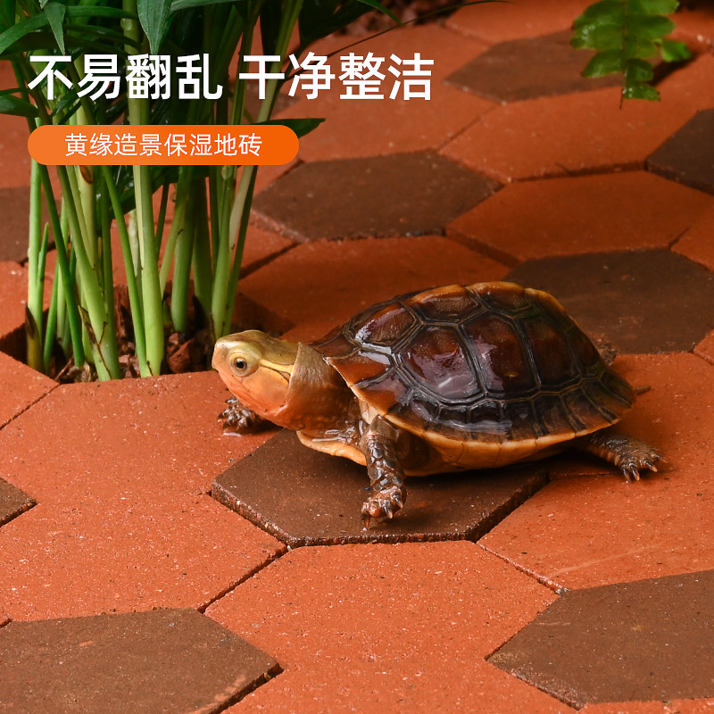 黄缘龟专用缸造景保湿小陶砖安缘饲养箱布景红砖植物套餐装饰垫材