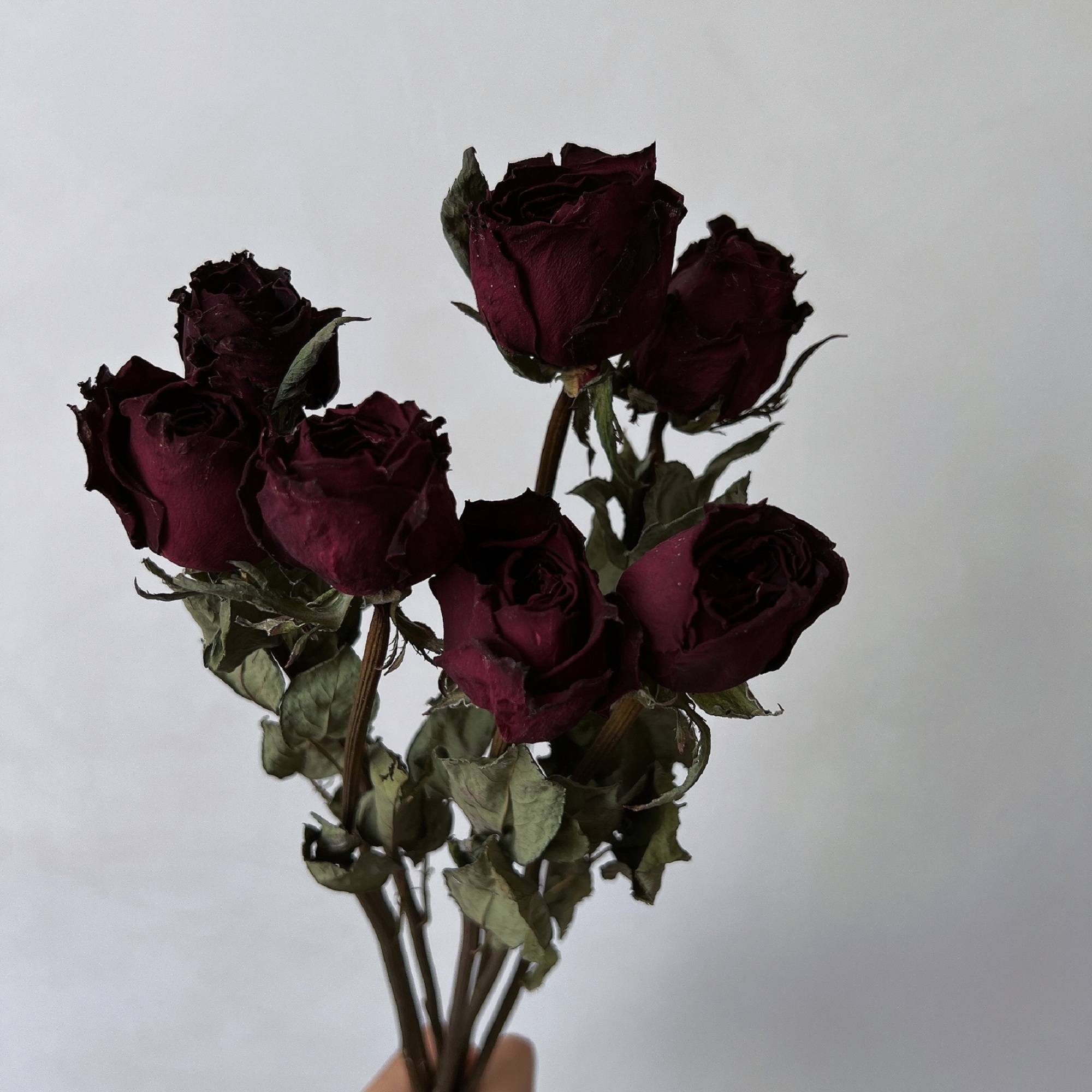 天然真花黑玫瑰干花花束黑魔术家居插花装饰摆件暗黑风拍摄道具