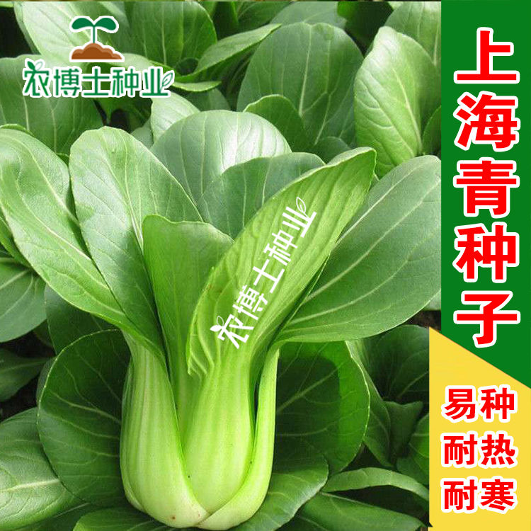 上海青种子小白菜菜种子矮脚小青菜籽蔬菜种子油菜阳台园艺四季播