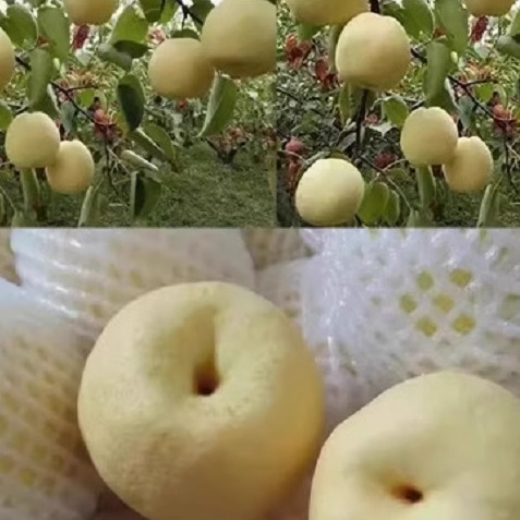 【芭芭农场】陕西蒲城酥梨单果200g+新鲜酥梨当季水果
