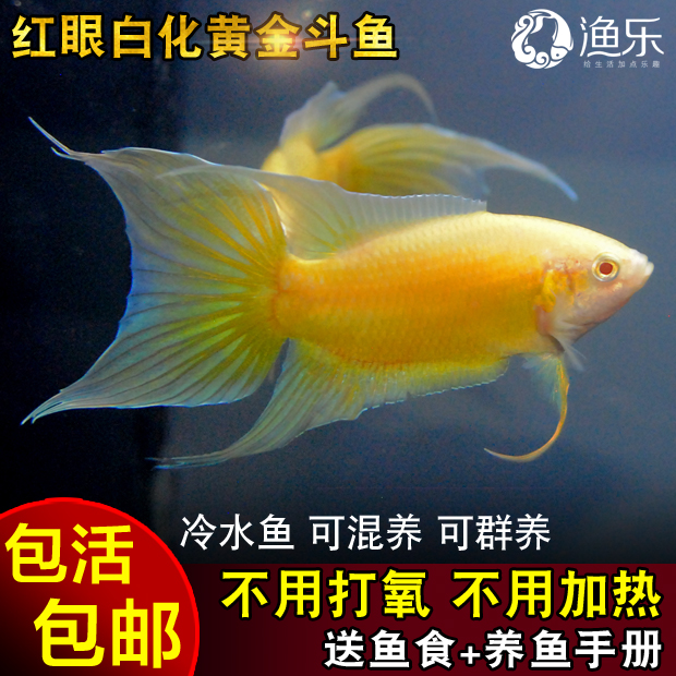 中国斗鱼活体黄色斗鱼黄金改良普叉巨普冷水鱼旁皮叉尾淡水观赏鱼
