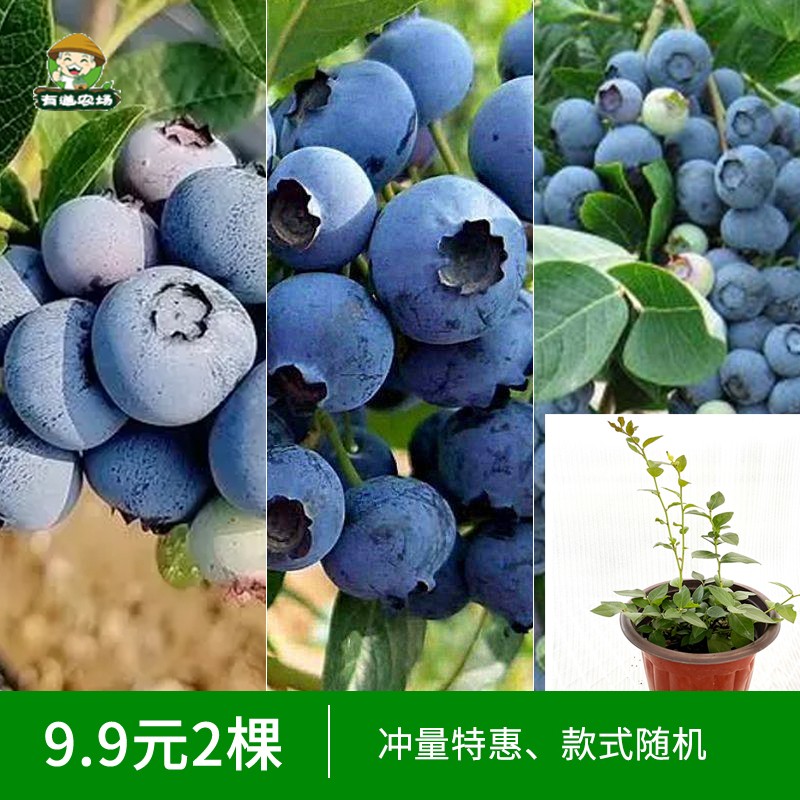 蓝莓树果苗蓝莓小苗蓝莓盆栽盆矮生蓝莓南方挂果有道农场四季种植
