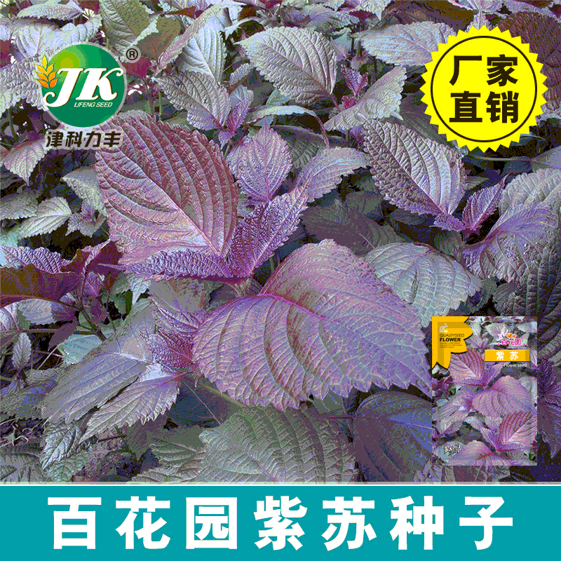 紫苏种子四季播种食用香料阳台盆栽观赏东北紫叶苏子蔬菜种籽