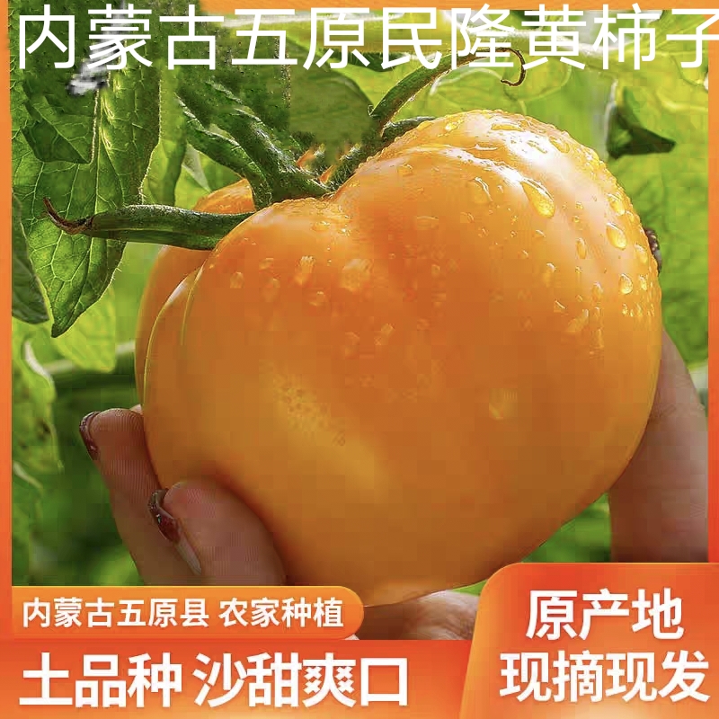 内蒙古中国大陆新鲜水果番茄农家自种特产洋柿子自然熟现摘包邮