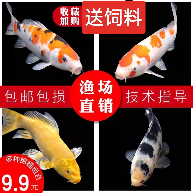 中国红冷水淡水观赏鱼锦鲤鱼活鱼金鱼小型好养红鲤鱼纯种小锦鲤