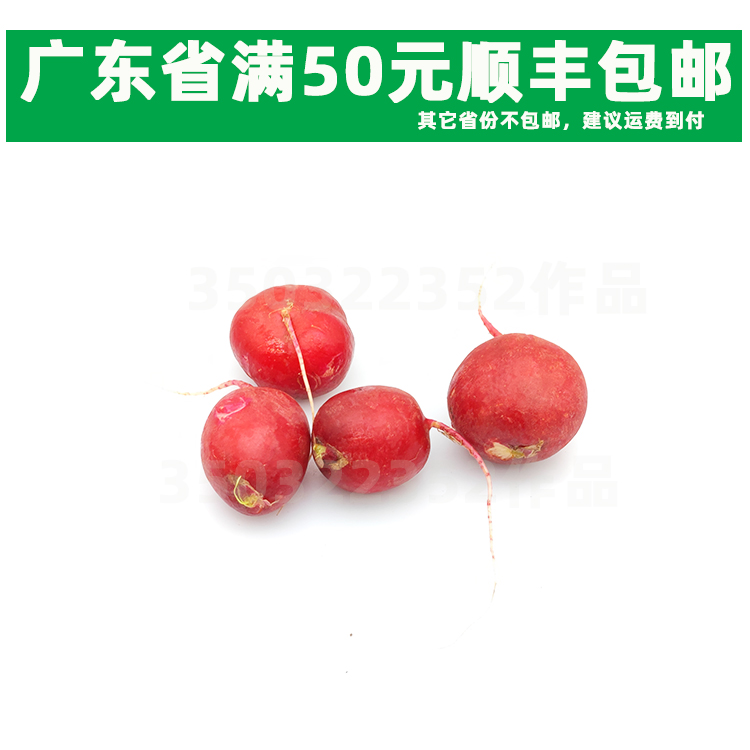 新鲜蔬菜500g/份 樱桃萝卜 水果萝卜 Raphanus 沙拉配菜 小萝卜