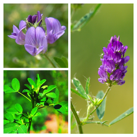 进口紫花苜蓿种子阿尔冈金高产优质高蛋白草籽抗旱耐寒能力强包邮
