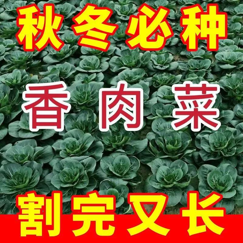 新品种北京香肉菜 35天可采收耐寒耐热 春秋四季农家青菜蔬菜