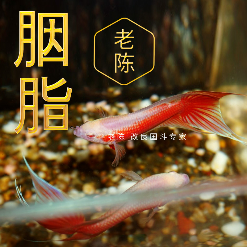 【胭脂】改良白红 中国斗鱼活鱼好养耐活活体小型冷水淡水观赏鱼