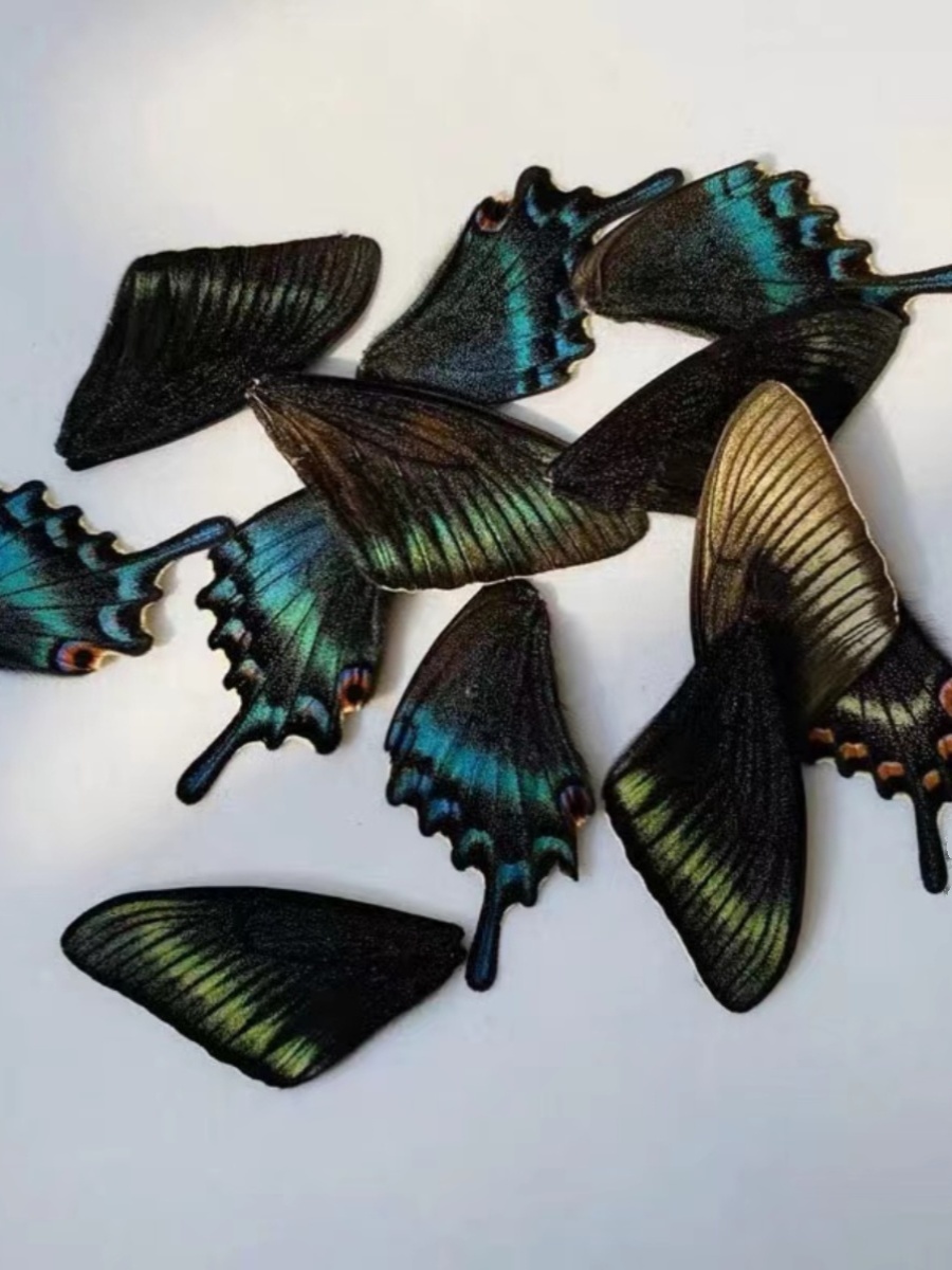 真翅膀翅膀DIY手工制作原材料各种花色品种的材料未做任何加工