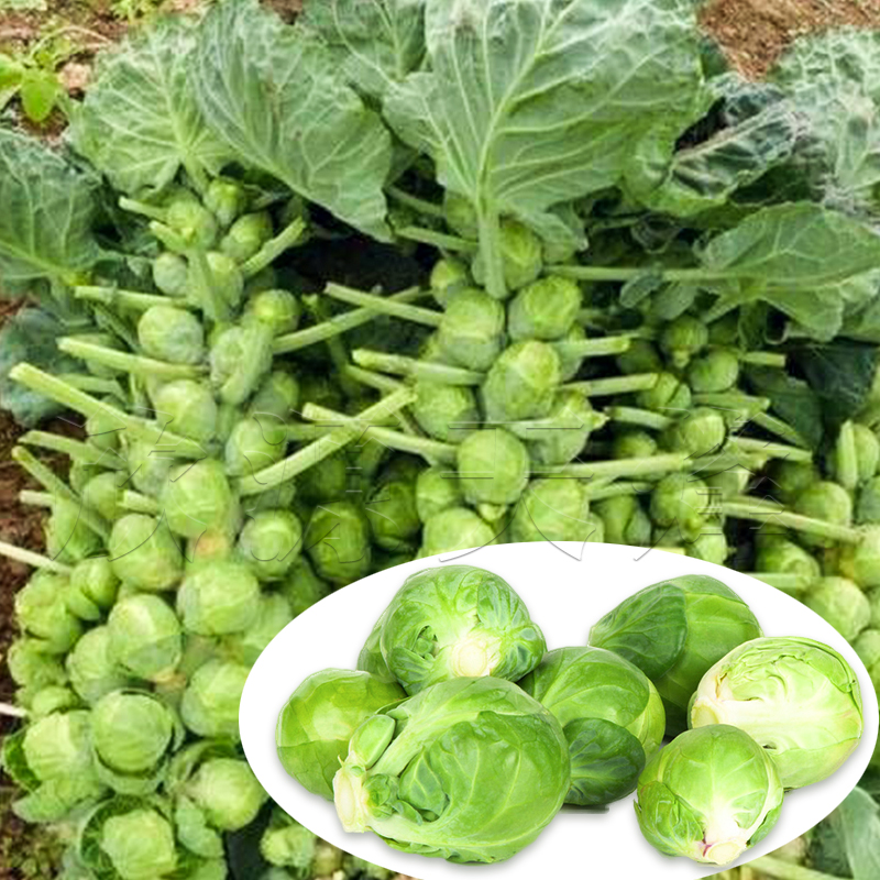 孢子甘蓝菜种子菜夏季子持四季播特蔬菜种籽耐热秋季抱子青菜