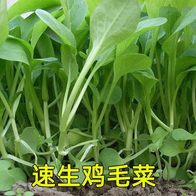 鸡毛菜种子种籽四季小白菜青菜油菜上海青18天阳台盆栽蔬菜蔬莱孑