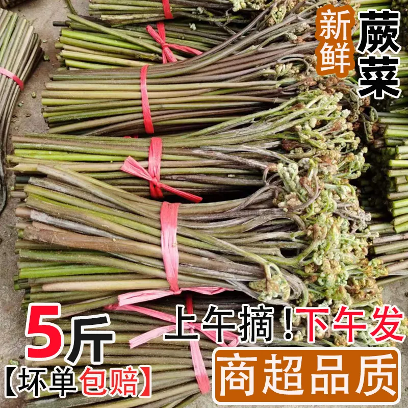 现货野生蕨菜5斤贵州特产现摘农家新鲜野菜龙爪菜凉拌包邮9斤应季