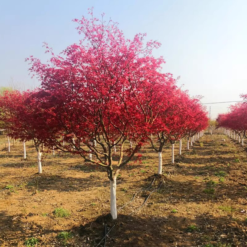 中国红枫树苗三季红庭院红枫红舞姬盆栽园林工程绿化苗木农户种植