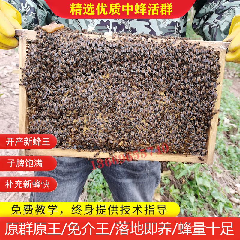 蜜蜂蜂群优质中蜂中华蜂养殖带阿坝新开产蜂王带箱带X子脾中蜂活