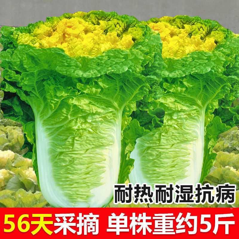 小杂56北京早熟黄心大白菜种籽春夏秋包心白菜种高产抗病蔬菜种子